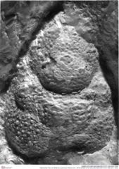 Historisches Foto von Bullariscus patruliusi (Robins et al., 2013) (NHMW-AFW-GEO-BACHMAYER-FOTO-1990-0041-1603)